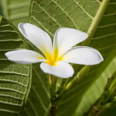 Отель Fiji Gateway Вити-Леву фото 4