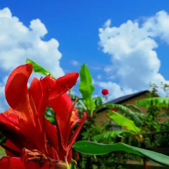 Отель Yakushima Cottage Morino Fairy Япония, Якусима - отзывы, цены и фото номеров - забронировать отель Yakushima Cottage Morino Fairy онлайн фото 6