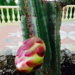 Отель Casa Perla Relleu фото 6