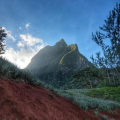 Отель Village Temanoha Французская Полинезия, Папеэте - отзывы, цены и фото номеров - забронировать отель Village Temanoha онлайн фото 7
