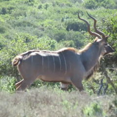 Отель Kudu Ridge Game Lodge с домашними животными