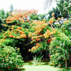 Отель Casa de las Flores Tropical Lodge Колумбия, Сан-Андрес - отзывы, цены и фото номеров - забронировать отель Casa de las Flores Tropical Lodge онлайн фото 7