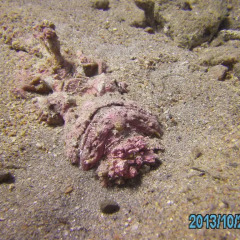 Отель Arab Divers с домашними животными