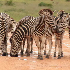 Отель Valley Bushveld Country Lodge пляж фото 2