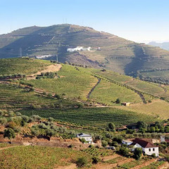 Отель Quinta da Pitarrela Португалия, Пезу-да-Регуа - отзывы, цены и фото номеров - забронировать отель Quinta da Pitarrela онлайн фото 2