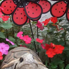Отель Agritur Le Pergole Помароло с домашними животными