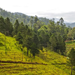 Lark Nest Hotel