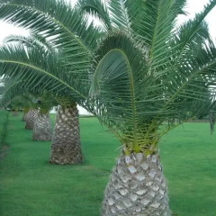 Kamari Beach Hotel - All Inclusive