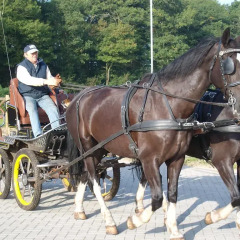 Отель Horsetellerie Rheezerveen 3* Стандартный номер с 2 отдельными кроватями фото 2