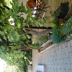 Гостиница Mimoz Guest House фото 3