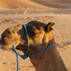 Отель Auberge De Charme Les Dunes D´Or Марокко, Мерзуга - отзывы, цены и фото номеров - забронировать отель Auberge De Charme Les Dunes D´Or онлайн с домашними животными
