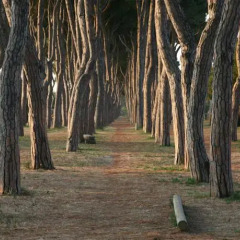 Отель Domus Mediterranea Италия, Пинето - отзывы, цены и фото номеров - забронировать отель Domus Mediterranea онлайн