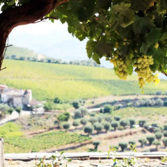 Отель Quinta da Pitarrela Португалия, Пезу-да-Регуа - отзывы, цены и фото номеров - забронировать отель Quinta da Pitarrela онлайн фото 5