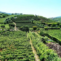 Отель Douro Valley - Casa Vale do Douro Португалия, Ламего - отзывы, цены и фото номеров - забронировать отель Douro Valley - Casa Vale do Douro онлайн фото 2