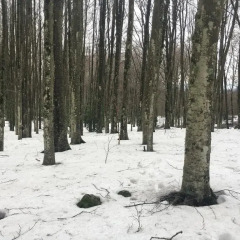 Отель Country Club Primi Faggi Санто-Стефано-ин-Аспромонте приотельная территория
