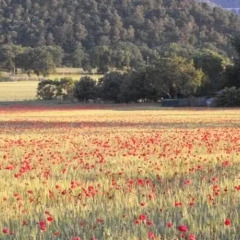 Отель Agriturismo L'Ulivo Сполето приотельная территория