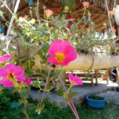 Отель Dragon Sea Homestay Хойан фото 30