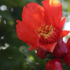 Отель Cirali Almira Bungalow фото 24