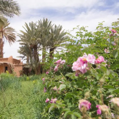 Отель Ecolodge - La Palmeraie Марокко, Уарзазат - отзывы, цены и фото номеров - забронировать отель Ecolodge - La Palmeraie онлайн