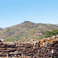 Отель Quinta da Pitarrela Португалия, Пезу-да-Регуа - отзывы, цены и фото номеров - забронировать отель Quinta da Pitarrela онлайн фото 3