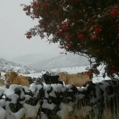 Отель La Pasailla De Gredos Боойо фото 5
