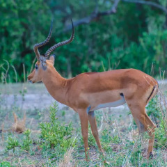 Отель Nature Homes - Africa Amini Life с домашними животными