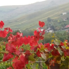 Отель B&B Monteguzzo Италия, Сан-Мартино-Сиккомарио - отзывы, цены и фото номеров - забронировать отель B&B Monteguzzo онлайн фото 6