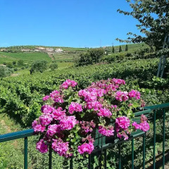 Отель Douro Valley - Casa Vale do Douro Португалия, Ламего - отзывы, цены и фото номеров - забронировать отель Douro Valley - Casa Vale do Douro онлайн балкон