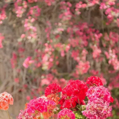 Отель Flacalco Park фото 2