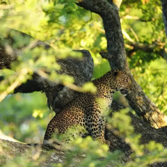 Отель Kulu Safaris Mobile Tented Camping Шри-Ланка, Тиссамахарама - отзывы, цены и фото номеров - забронировать отель Kulu Safaris Mobile Tented Camping онлайн фото 4