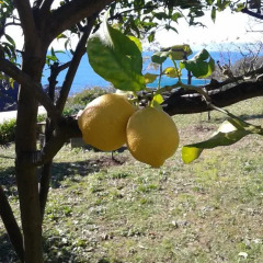 Отель Le Clementine B&B Камогли фото 10