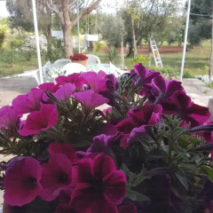Отель I Trulli Di Nonno Giovanni Альберобелло фото 3