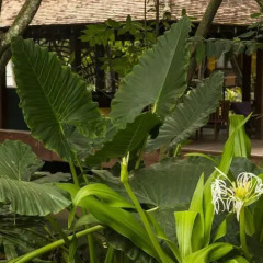 Отель Royal Palms Beach Hotel Шри-Ланка, Калутара - отзывы, цены и фото номеров - забронировать отель Royal Palms Beach Hotel онлайн фото 11