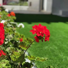 Апарт-Отель Elysia Park Luxury Holiday Residences фото 4