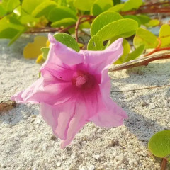 Отель Amvoj Maldives Thulusdhoo Остров Гасфинолу приотельная территория