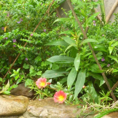 Отель Mrs Soi's Homestay фото 5