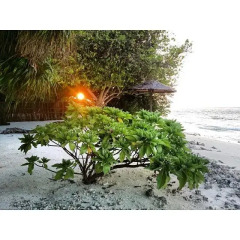 Отель J Resort Alidhoo Остров Манафару фото 2