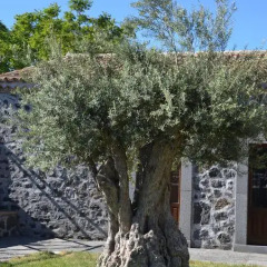 Отель Bosco Ciancio 3* Улучшенный номер фото 5