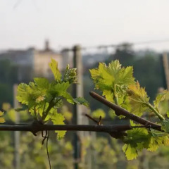 Отель Azienda Agrituristica Costa dei Tigli Костиглиоле-д'Асти бассейн