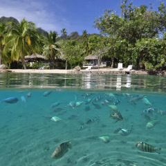 Отель InterContinental Resort and Spa Moorea 4* Стандартный номер с различными типами кроватей фото 8