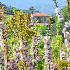 Отель Casa de Sao Miguel Douro Португалия, Армамар - отзывы, цены и фото номеров - забронировать отель Casa de Sao Miguel Douro онлайн фото 5