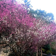 Отель Beppu Showaen Беппу фото 14