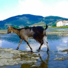 Гостиница Гостинично-оздоровительный комплекс Живая вода фото 5