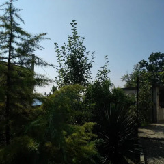 Гостиница Guest House Svetlana