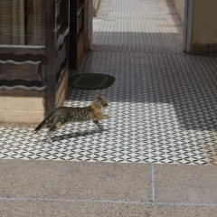 Отель Hôtel La Gazelle Ouarzazate Марокко, Уарзазат - отзывы, цены и фото номеров - забронировать отель Hôtel La Gazelle Ouarzazate онлайн интерьер отеля