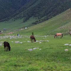 Отель Boorsok Hostel Bishkek Кыргызстан, Бишкек - отзывы, цены и фото номеров - забронировать отель Boorsok Hostel Bishkek онлайн с домашними животными