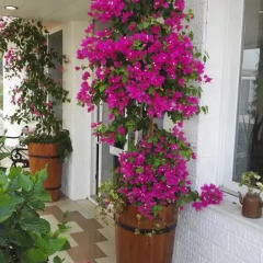 Отель Sifne Termal Otel Чешме фото 2