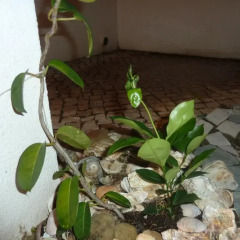 Отель My Second House