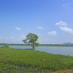 Отель Mihisara Lake View Guest фото 2