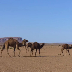 Отель Villa Zagora Ma Villa au Sahara Марокко, Загора - отзывы, цены и фото номеров - забронировать отель Villa Zagora Ma Villa au Sahara онлайн фото 13